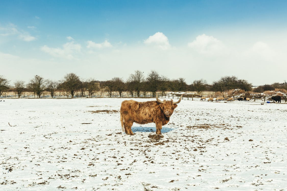 Brown Cattle on White Snow