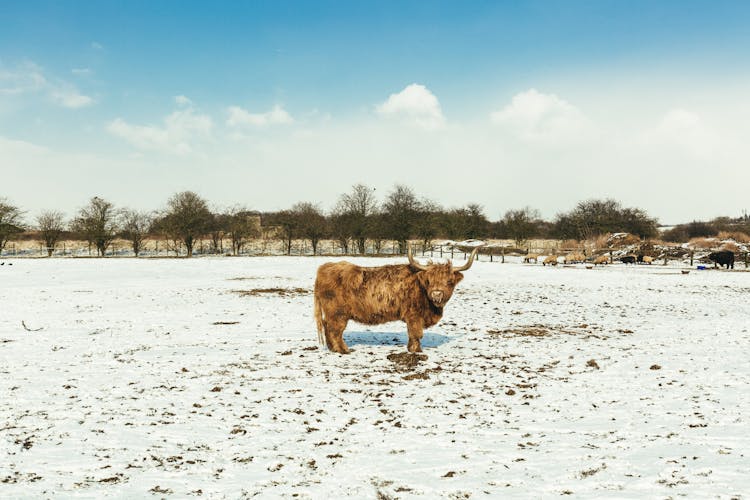 Brown Cattle On White Snow