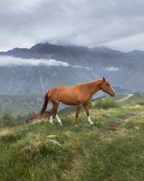 Foto profissional grátis de animal doméstico, ao ar livre, cavalo