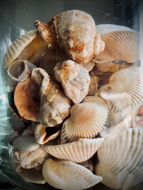 Foto profissional grátis de conchas do mar, fechar-se, frasco