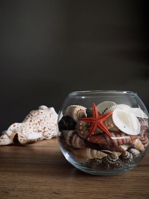 Free Different Seashells on a Fish Bowl Stock Photo