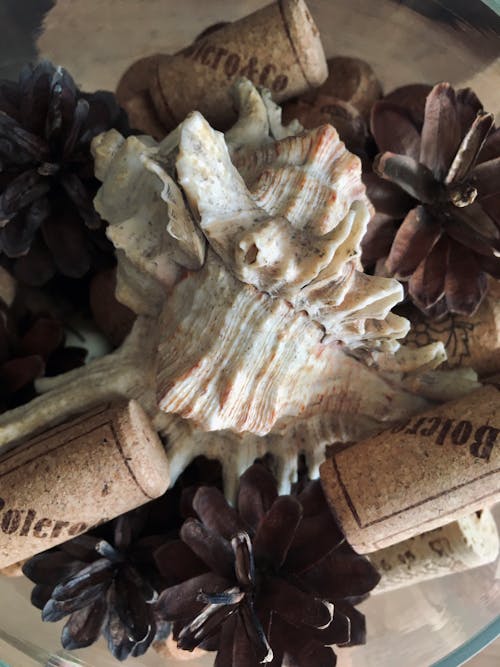 Close-up Shot of Seashells and Corks