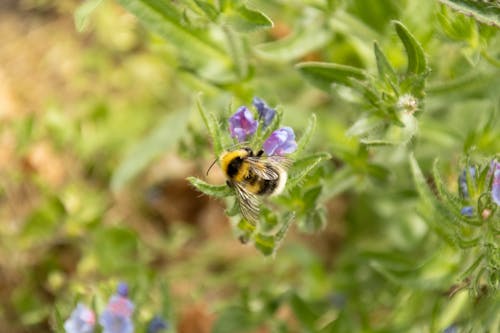 Ảnh lưu trữ miễn phí về con ong, ong trên hoa