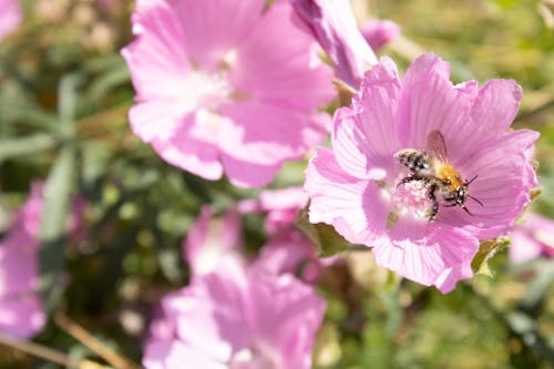 Ảnh lưu trữ miễn phí về Hoa hồng, ong ngồi trên hoa