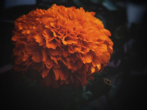 Free stock photo of beautiful flowers, black background, blurr