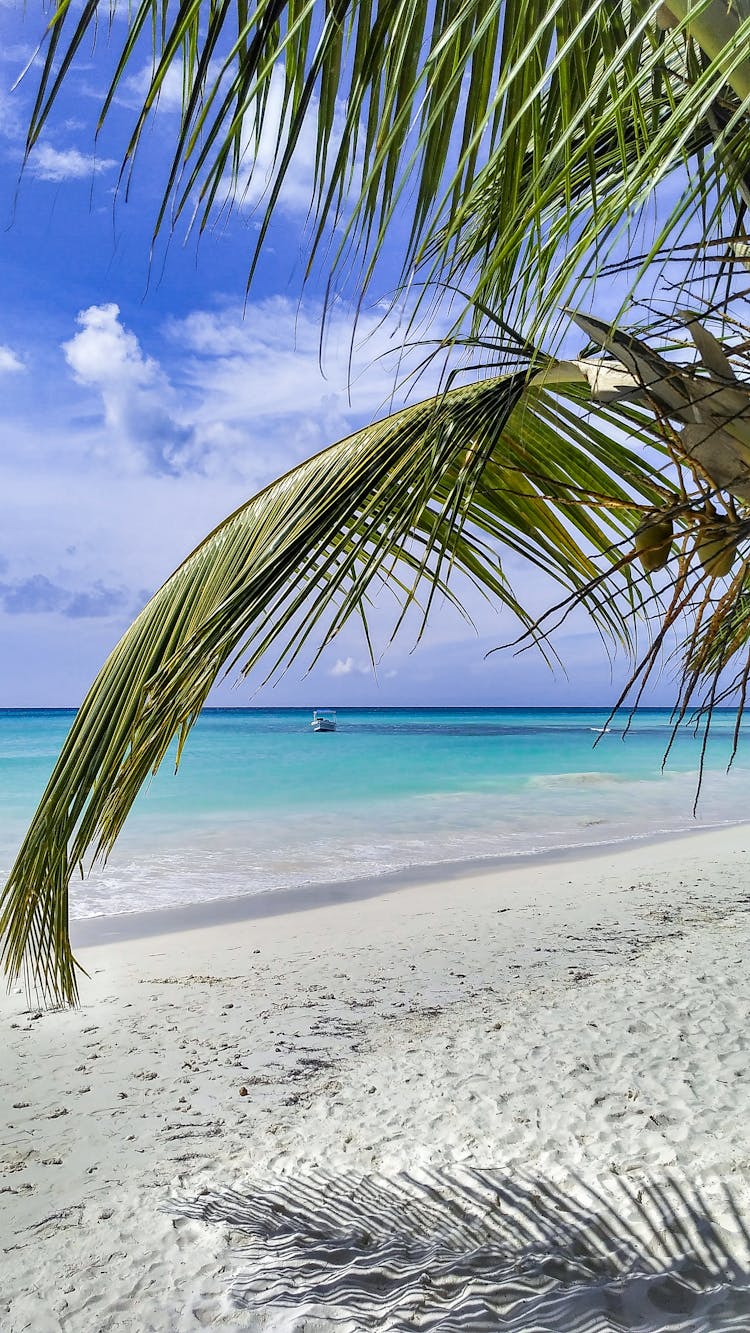 Coconut Tree On White Sand Beach