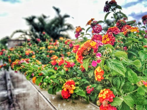 無料 アソートカラーのランタナの花が並ぶ 写真素材