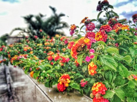 Bright lantana flowers with green leaves in Mandaue City, offering a vivid and colorful floral display.