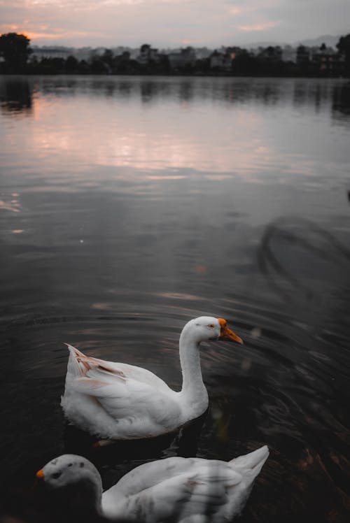 White Geese Floating on a Lake