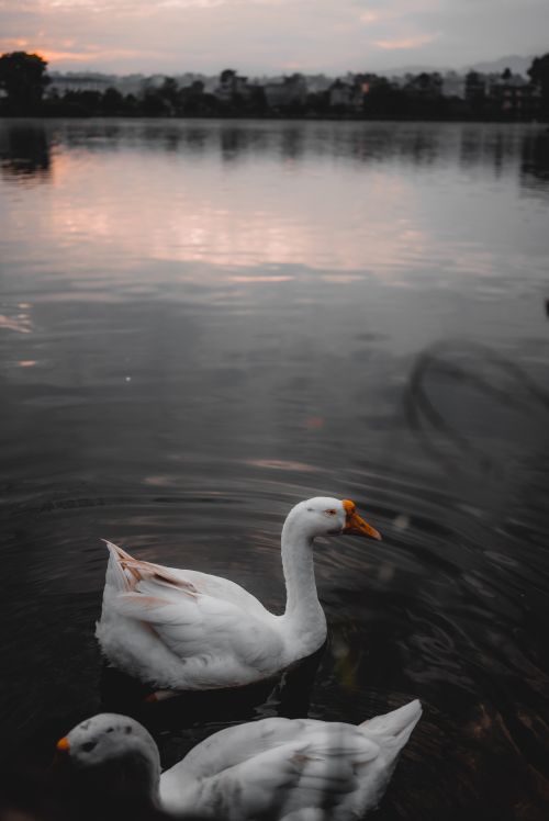 Free Two white geese gracefully swim on a calm lake during a peaceful sunset. Stock Photo