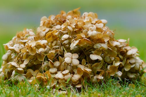 Foto d'estoc gratuïta de cobert de gespa, flors seques, grapat