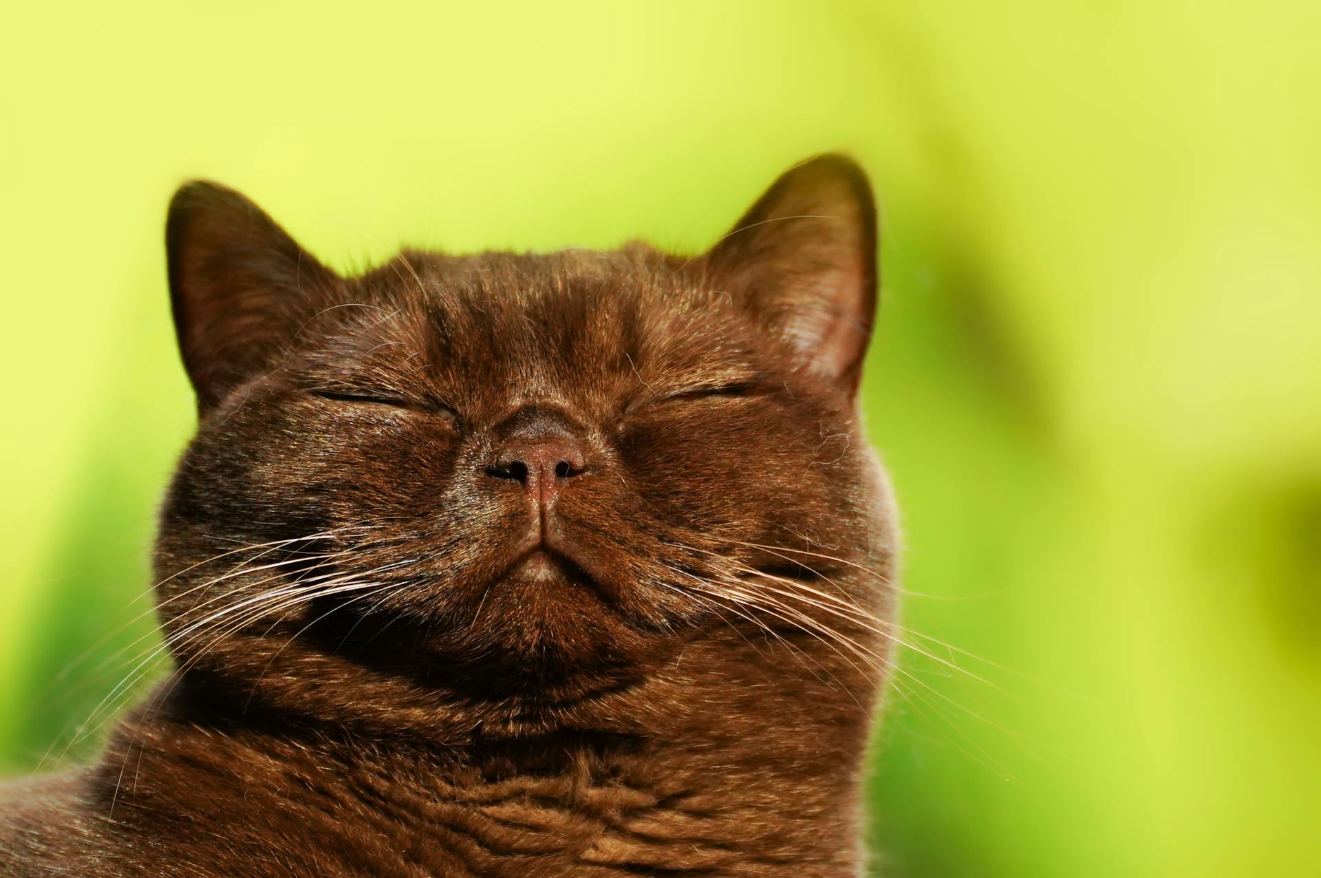 Close-up Shot of Brown Burmese Cat in Yellow Background