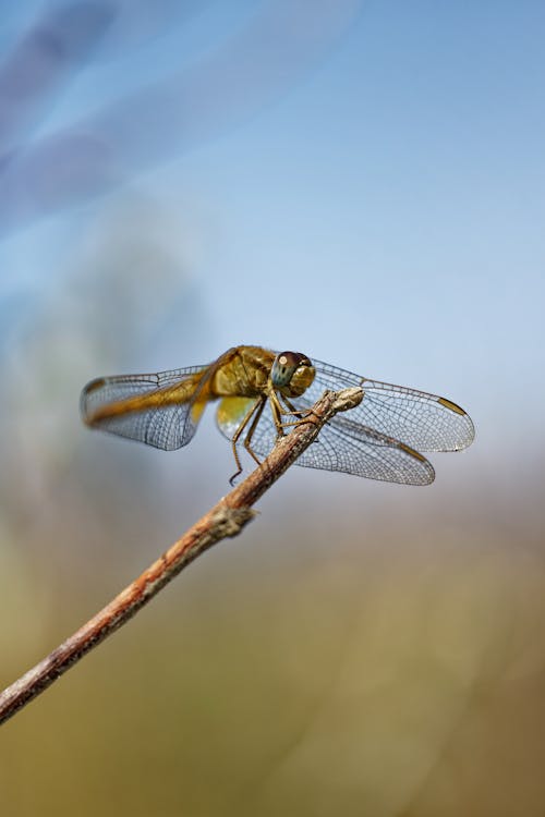 Free Brown Dragonfly on Brown Twig Stock Photo
