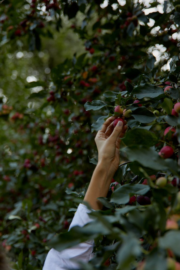 Person Picking A Red Fruit From Tree