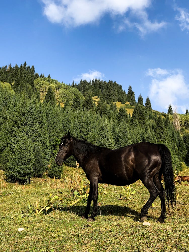 A Horse Standing On A Grass Field