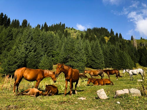 Immagine gratuita di alberi, animali, cavalli
