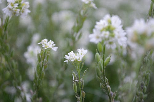 White Flower in Close-up Shot