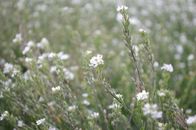 White Flower in Tilt Shift Lens