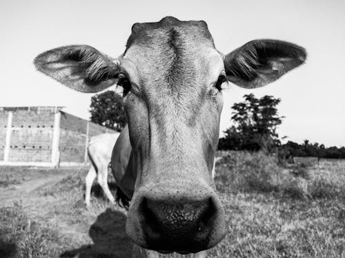 Monochrome Photograph of a Cow's Head