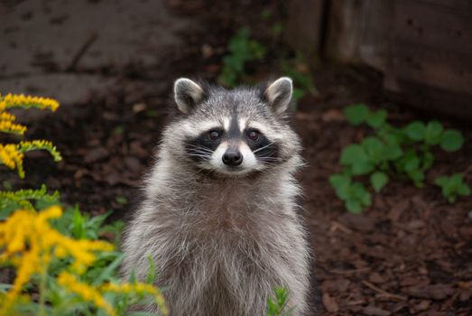 Adorable raccoon in a garden with yellow flowers and lush greenery.