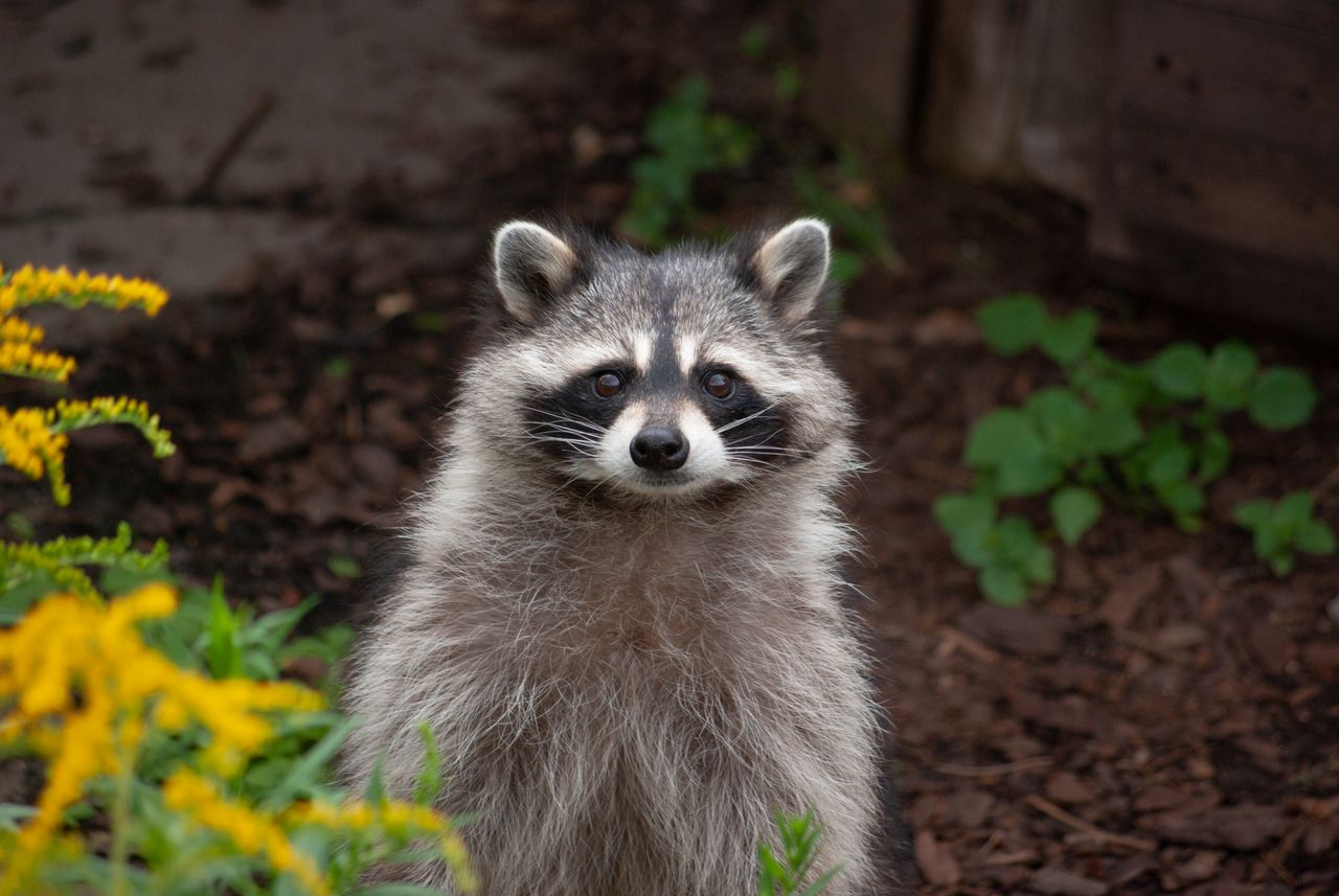 adorable raccoon in a garden with yellow flowers and lush greenery