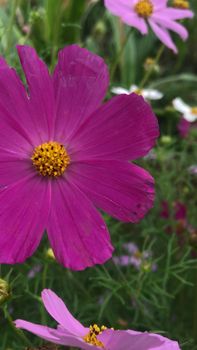 Close-up of a vibrant purple cosmos flower capturing its delicate beauty in a garden setting.