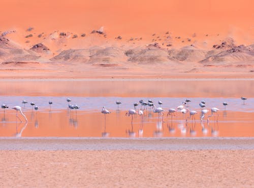 Kostenloses Stock Foto zu dünen, dürr, flamingos