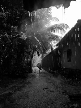 Black and white scene of a person walking in rain on a tree-lined path.