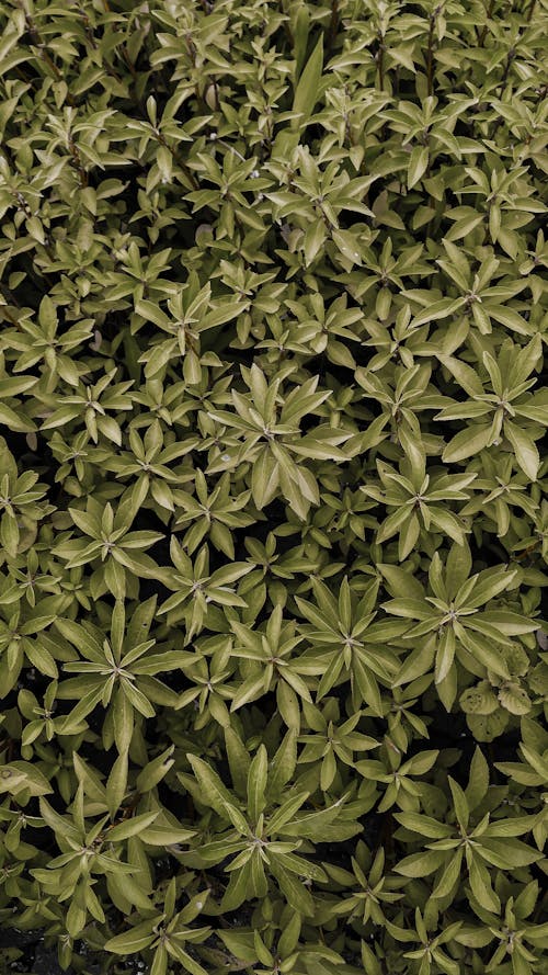 Green Leaves of a Plant