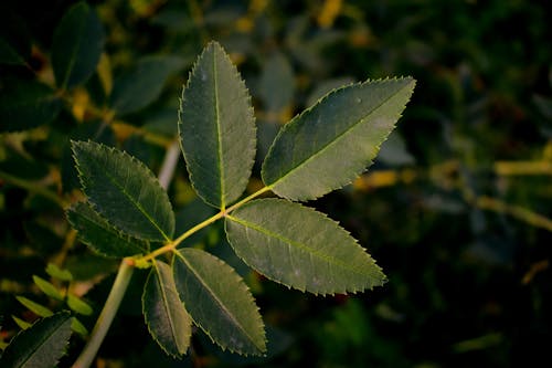 Immagine gratuita di avvicinamento, flora, focus selettivo