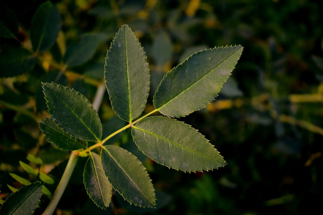 Selective Focus Photograph of Green Leaves of a Plant