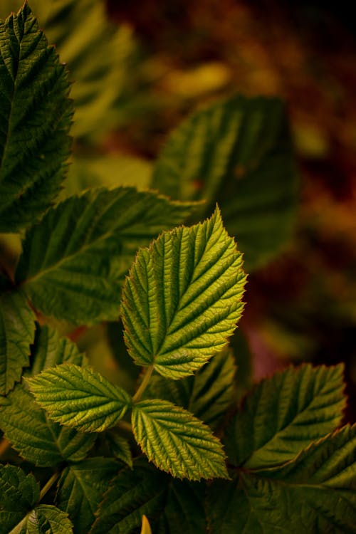 Green Leaves in Close Up Photography