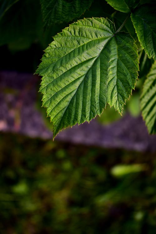 Green Leaf in Close Up Photography