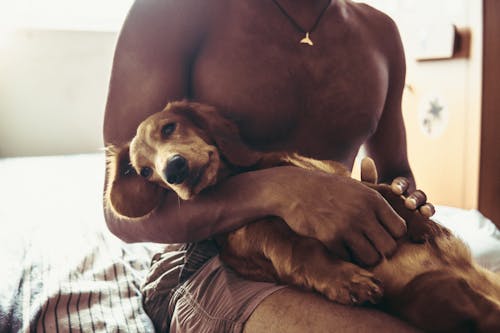 Free Crop unrecognizable ethnic male owner with bare torso stroking adorable purebred Irish setter dog lying on knees while sitting on bed in sunny day Stock Photo