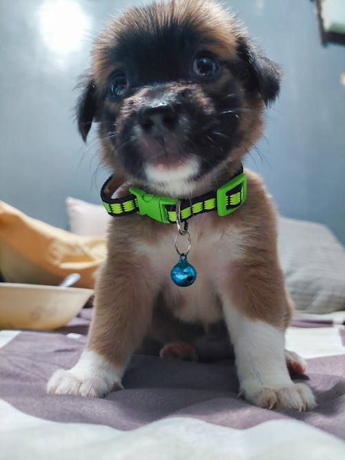 Free stock photo of baby dog, beautiful black women, brown dog