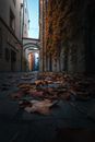 Fallen Leaves on an Alley