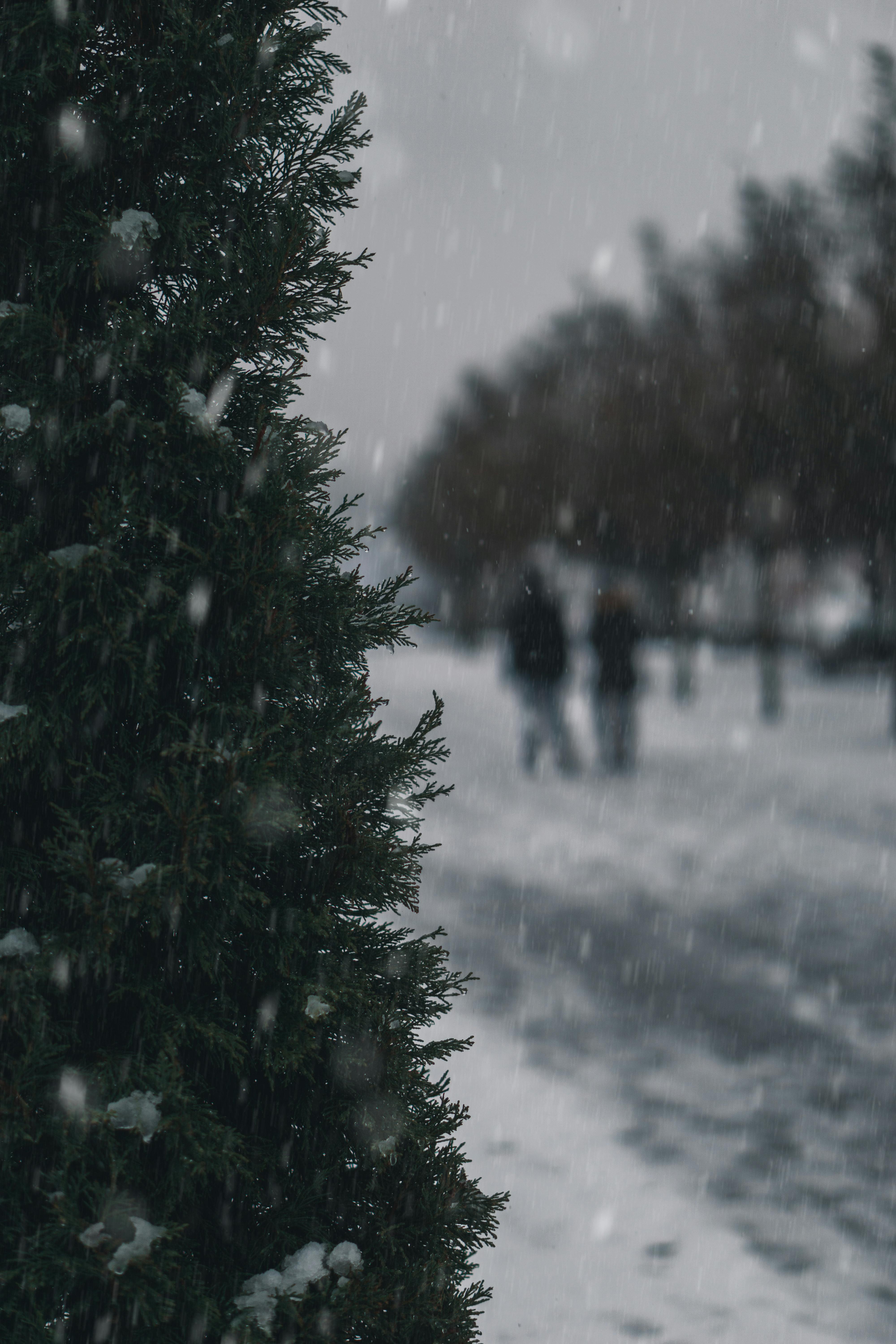 Blurred snowy scene in Passau, Germany with a coniferous tree in focus.