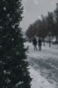 Blurred snowy scene in Passau, Germany with a coniferous tree in focus.