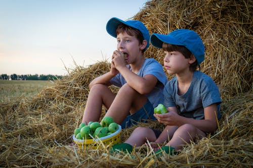 Free Two Boys Sitting on a Haystack while Eating Green Mango Stock Photo