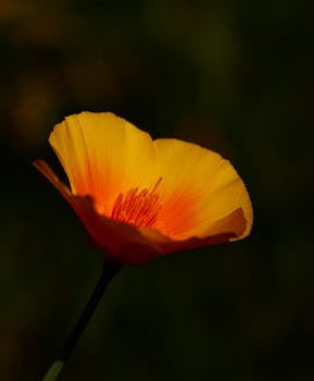 Close-up of a vibrant yellow poppy bloom with delicate petals illuminated by sunlight.
