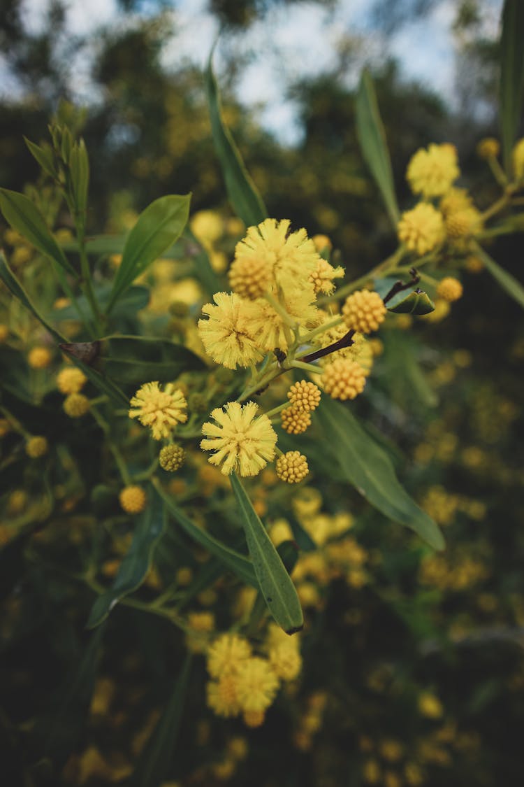 Acacia Saligna Flowers In Close-up Photography