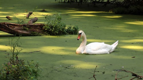 Free A White Swan Floating in a Lake Swamp Stock Photo