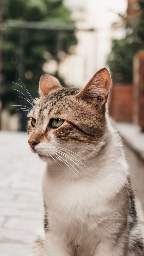 Free Close-up portrait of a stray cat with green eyes in Istanbul street setting. Stock Photo