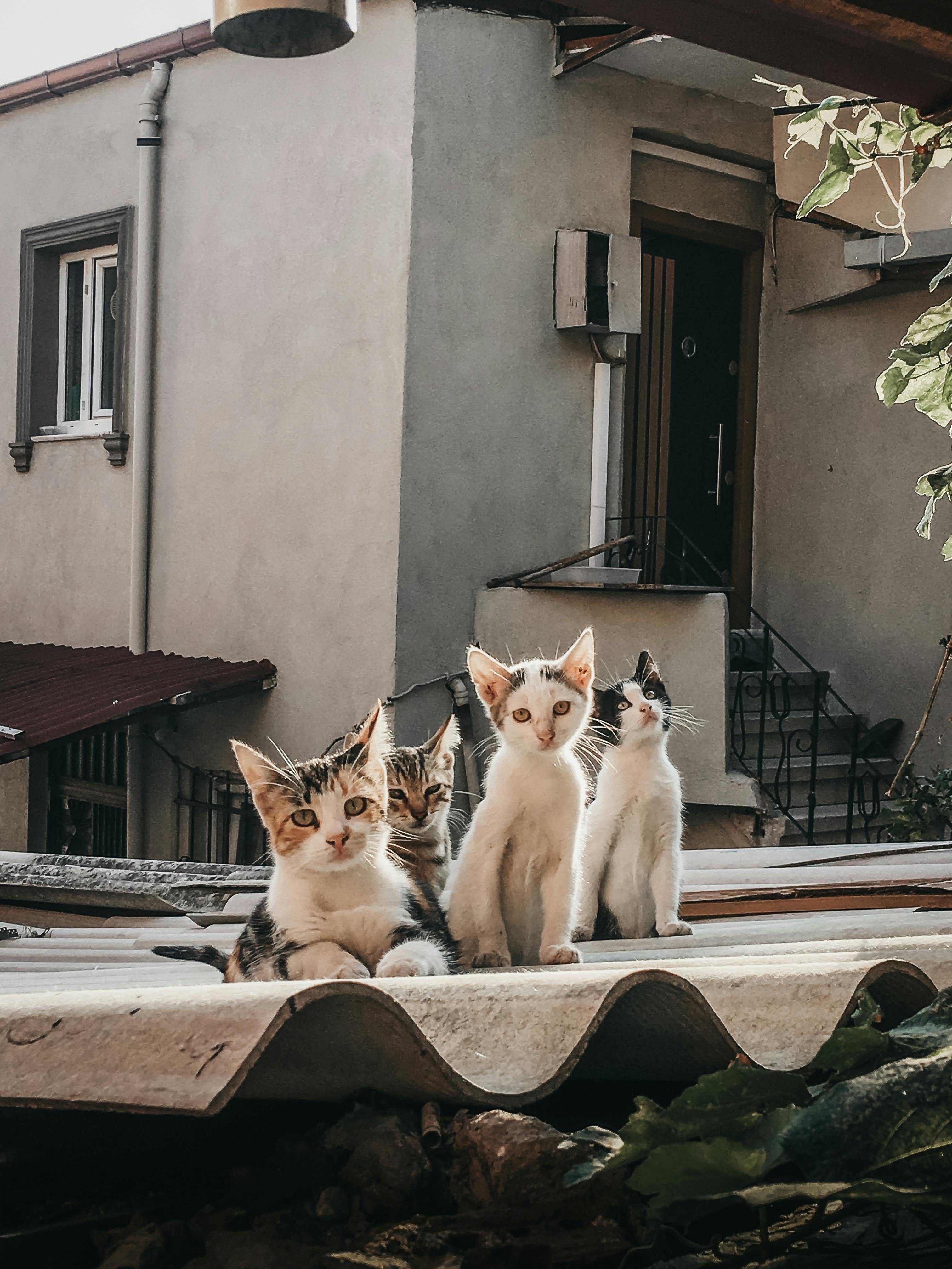 cats on the roof