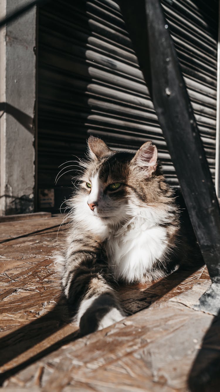 Cat Lying Down On Ground