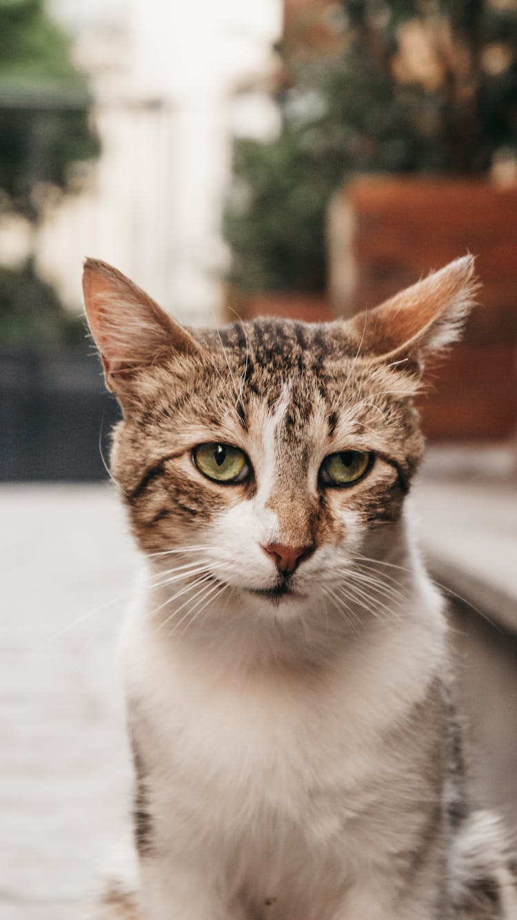 Brown And White Tabby Cat Outdoors