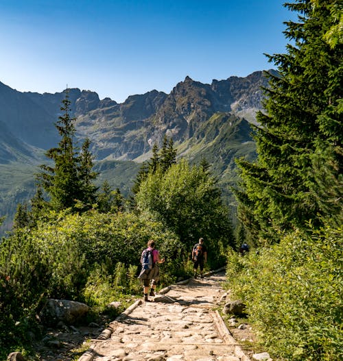 Immagine gratuita di alberi, avventura, cielo azzurro