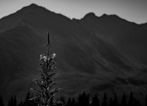 Základová fotografie zdarma na téma černý a bílý, hora, jednobarevný