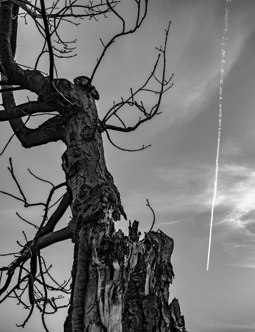 Grayscale Photo of Leafless Tree