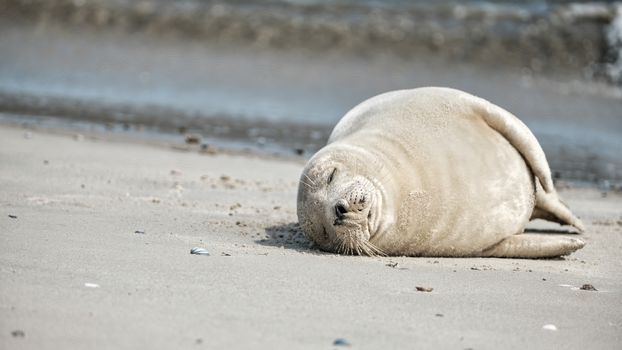 A peaceful harbor seal lies on a sandy beach by the waves, captured in natural light.